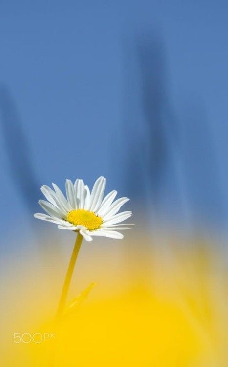 Topolenko Ira Михайлівна